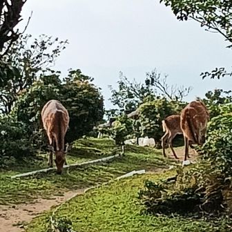鹿の親子らしい３頭が草を美味しそうに食べてました