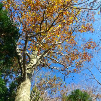 左門岳 ブナもまだ葉を残していてくれました。