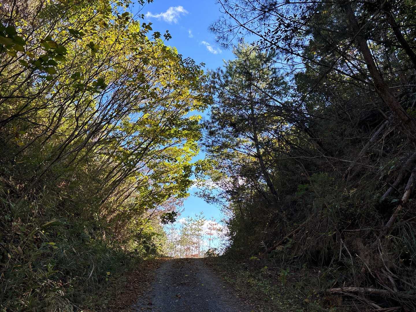 整備されていい感じの登山道を10分ほど歩いた後はこんな車道を歩きます
車は一台も来なかったですが…😊