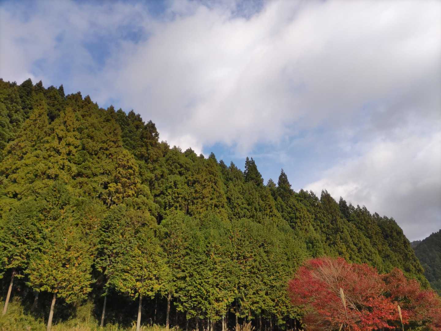 東登山口-錫杖ヶ岳-柚之木峠 周回コースの写真