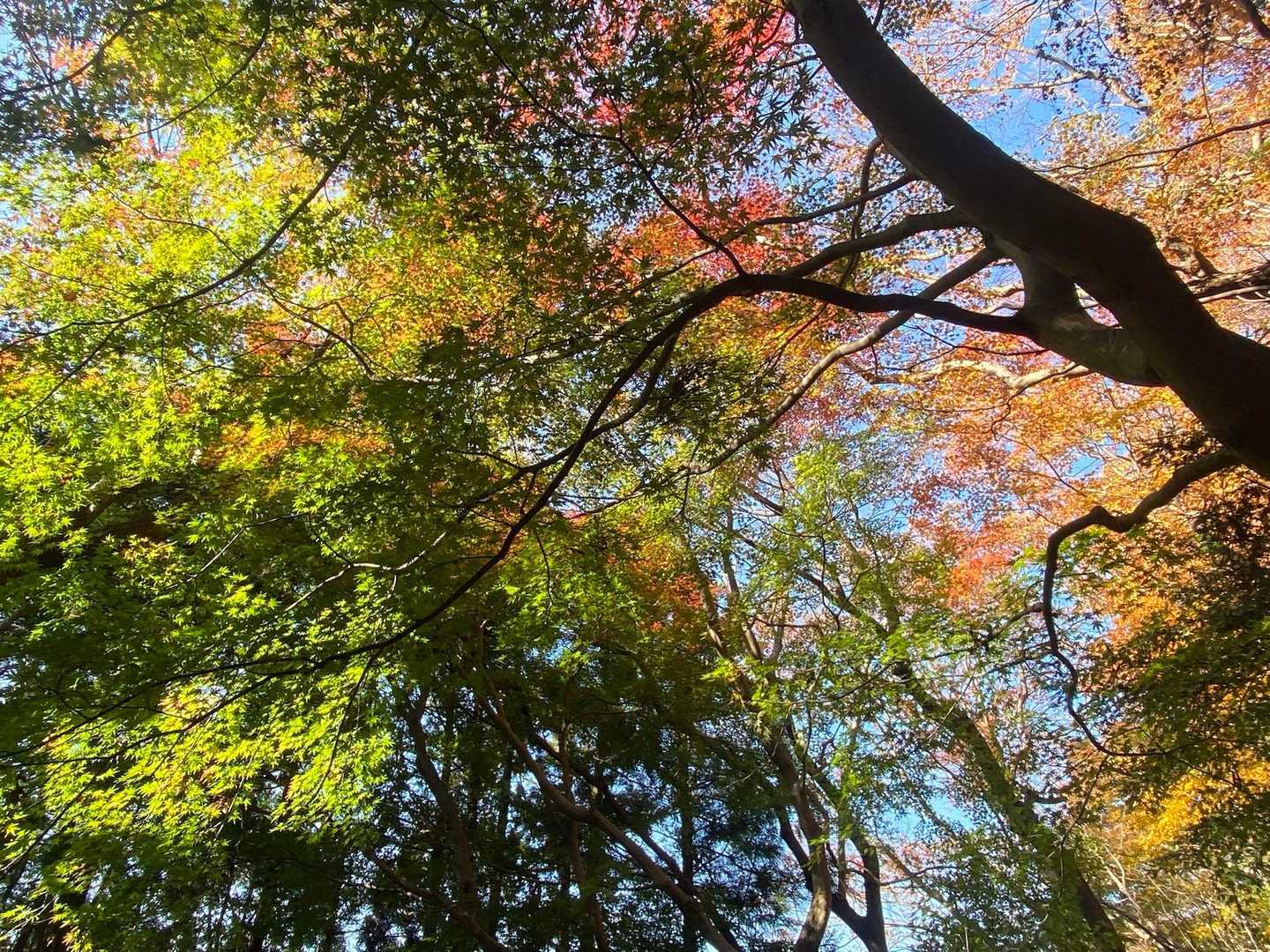 紅葉は終わりかけ…

だが それがいい！