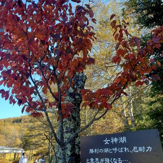 🍁女神湖💙１周します