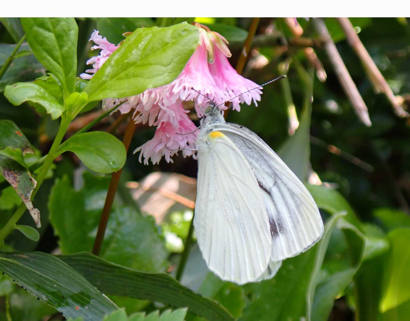 密を吸う蝶々🦋　
スジグロシロチョウでいいのかな？