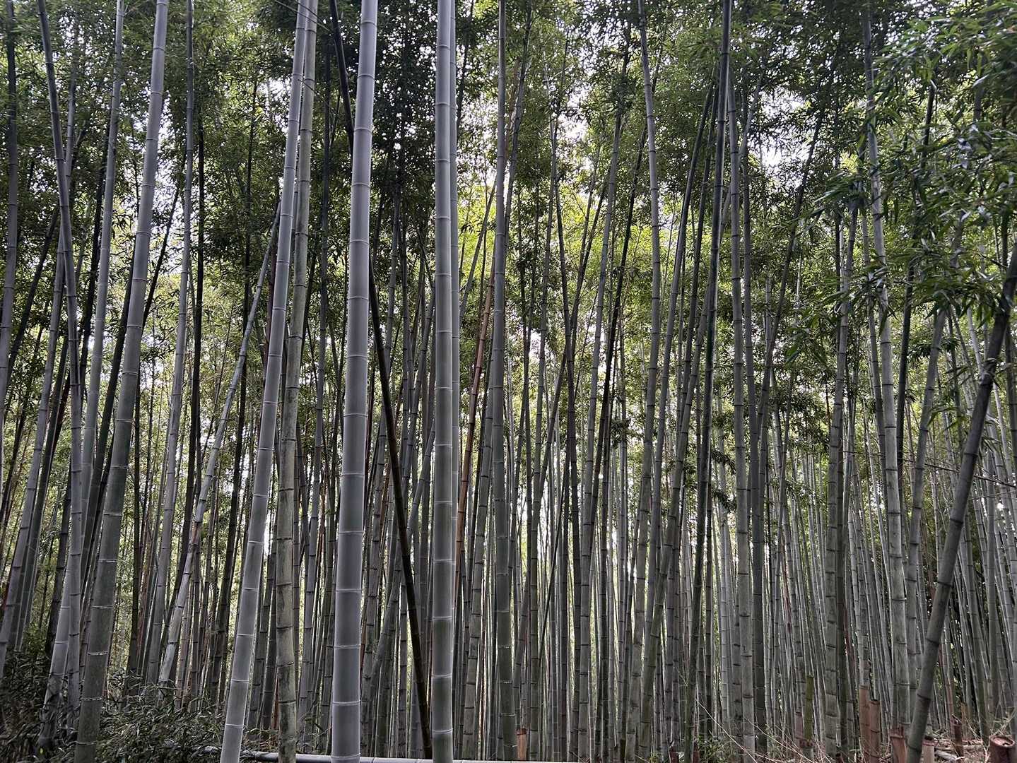 竹林👍