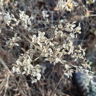 アプリはオトコエシだという。