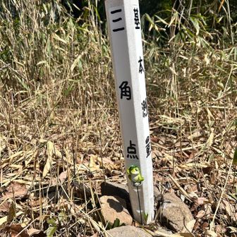 この🐸油山にもおったよ？