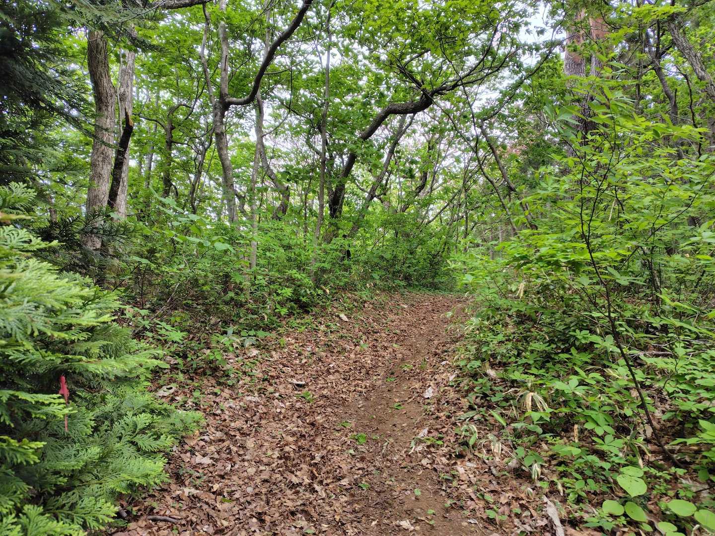 歩きやすくてすごく楽しい山です😄