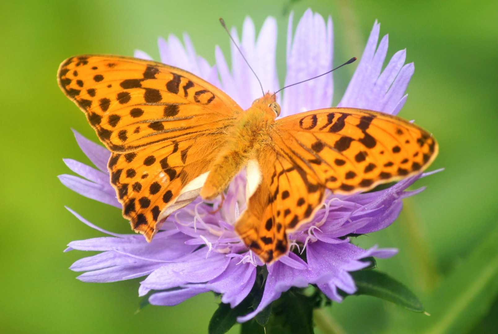 おっ❗本日初めてお目にかかれましたヒョウモンチョウ君〜🦋✨️
なんだろ、メスグロヒョウモンの♂️かな〜❓残念ながら後翅内縁がクルッと外側に丸まっちゃった羽化不全の個体でした〜🤔