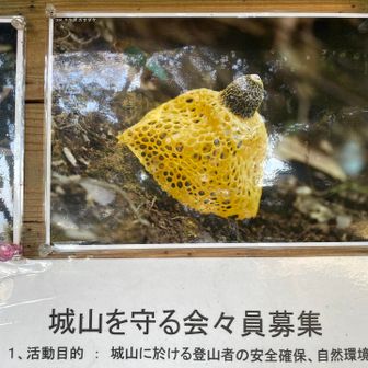 これの黄色が珍しいらしく
城山にあるそうです
名前聞いたけど忘れた