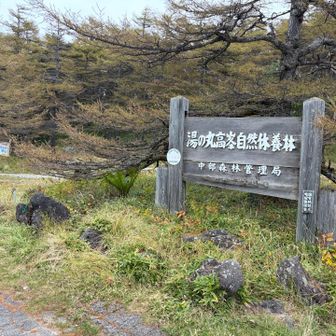 湯の丸高峰自然休養林。
自然休養林とは、林野庁が指定した、レクリエーションのための森林らしい。