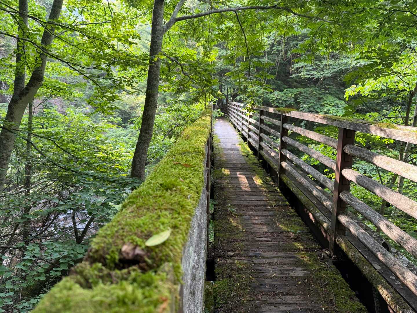 苔むした橋を通過。
温泉♨️に向かう橋として風情があって良い。