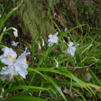 シャガの花は咲き始め