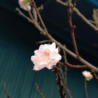 梅？花桃？