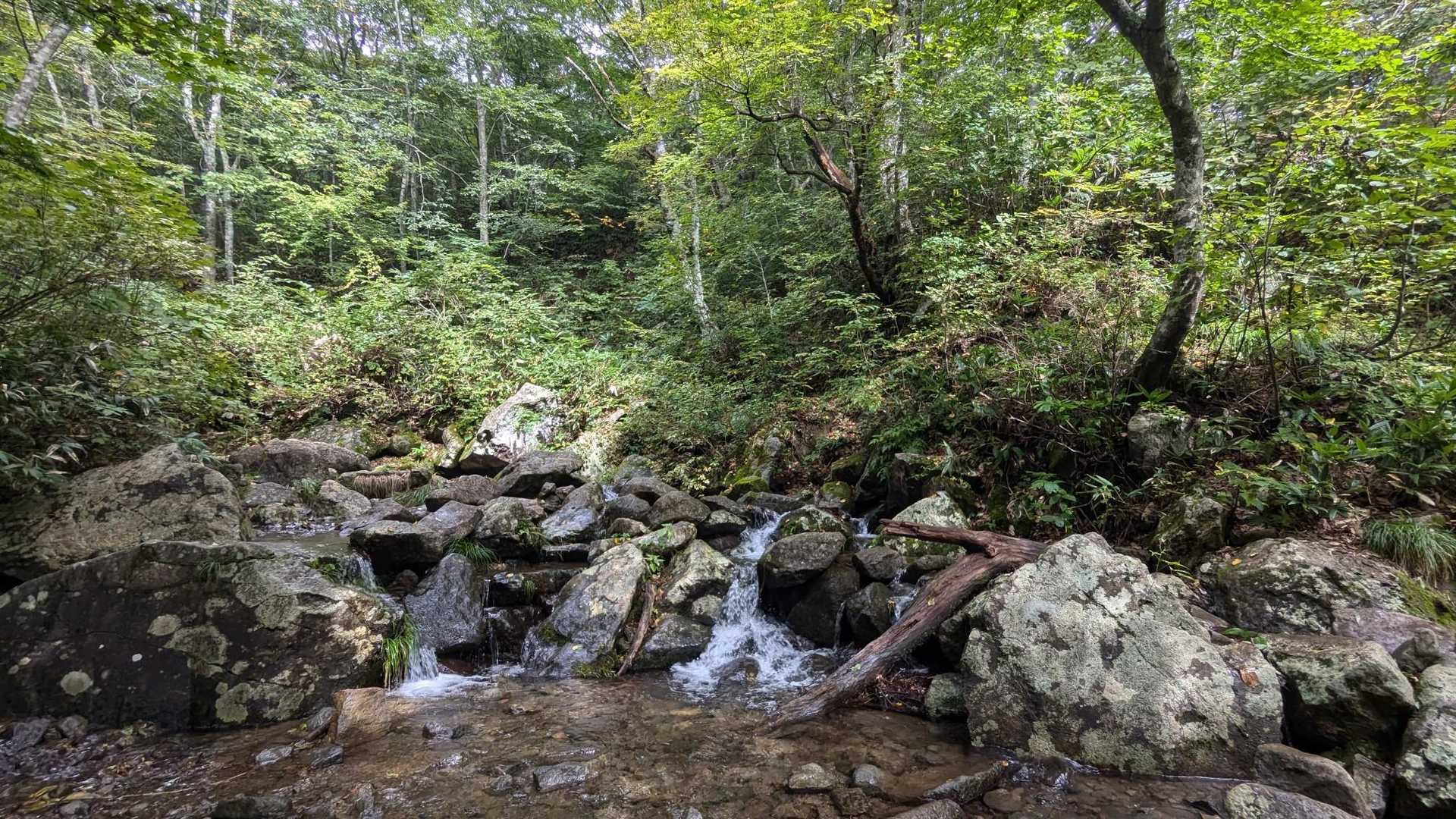 癒やされます。ここからのカモシカコースの激登りが1.2km💦