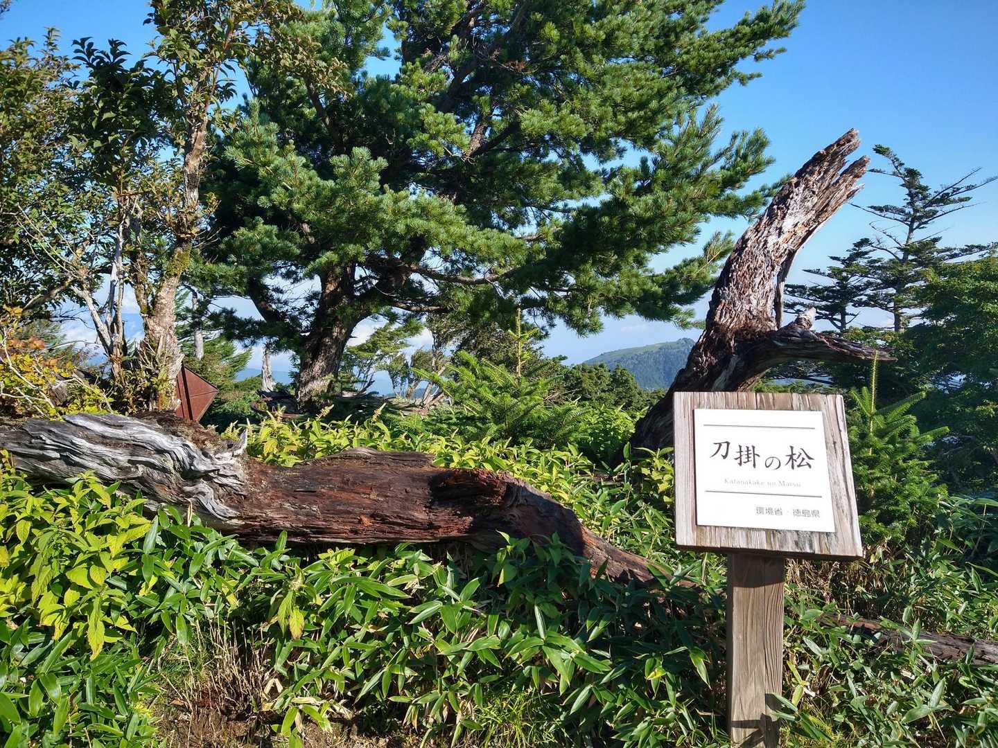 刀掛の松。見るも無残に…😭