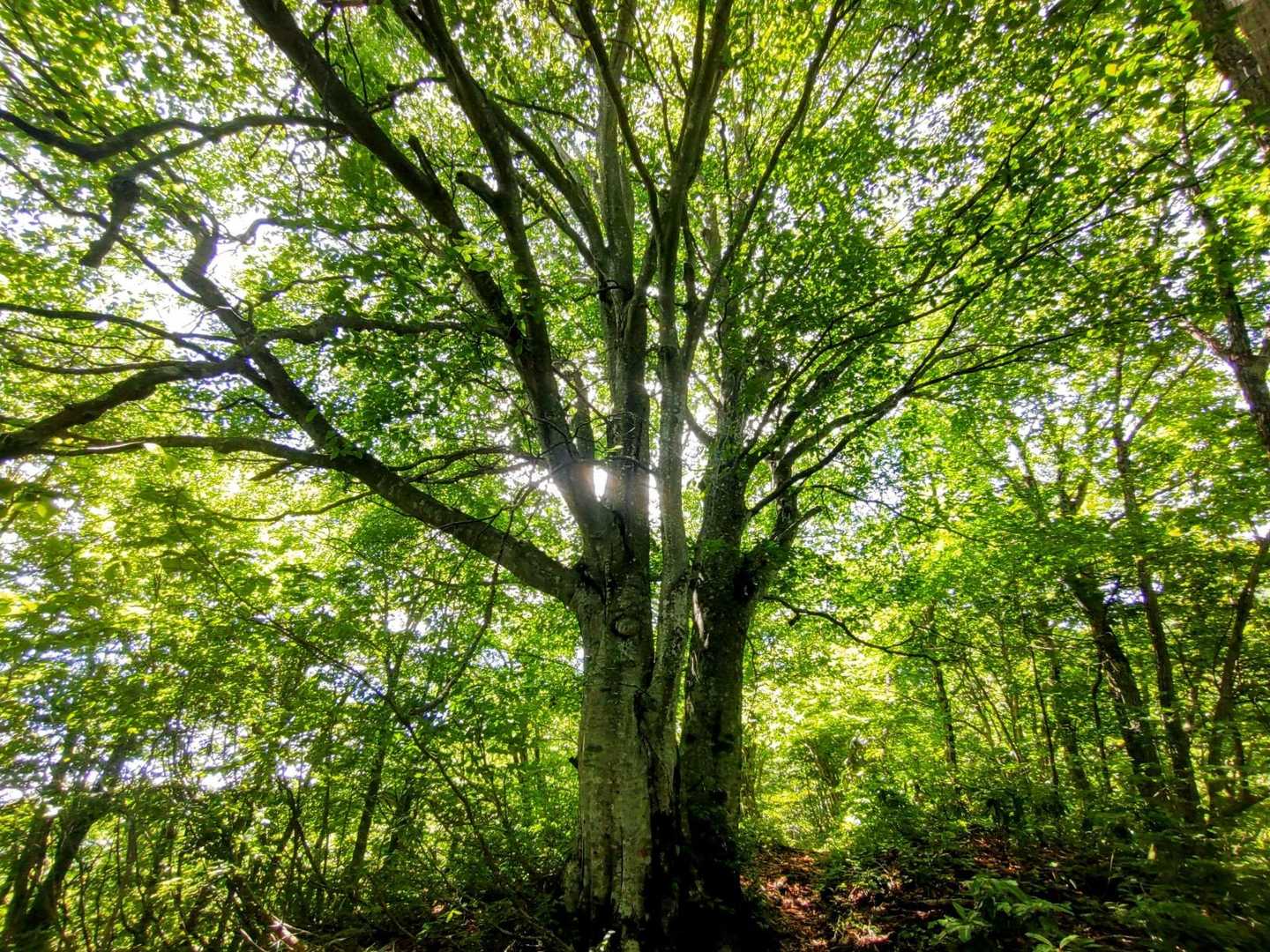 美しい…🌲