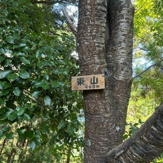 「東山460m」山頂標識
少しづつ標高が上がってますね