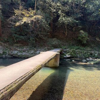 透き通る水、たくさんの魚たちが見えます。
