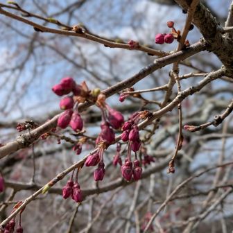 三多気の桜見頃は来週以降ですね、見頃の時にまた来たい