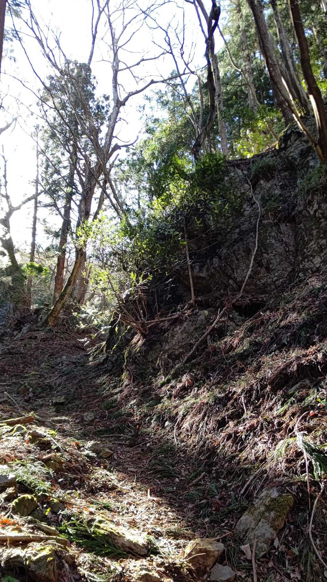 風が強く、木が折れ登山道でバウンドして谷に落ちて行くのを、目の当たりにしたことがあり、木が折れませんようにと思いながら💦