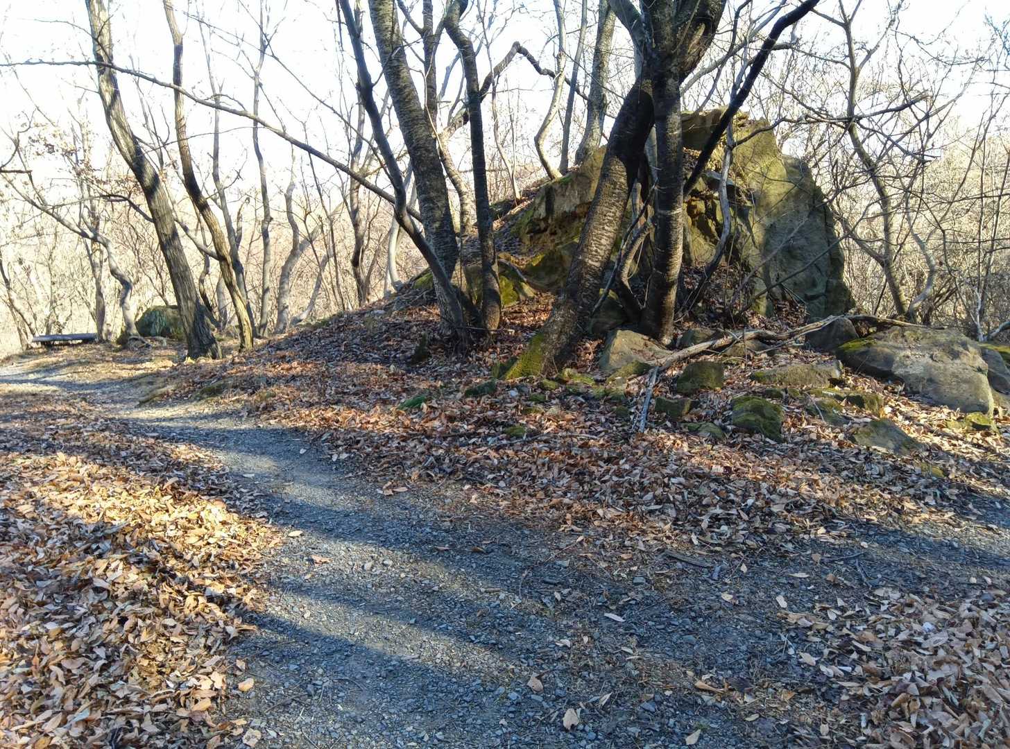 分岐が…左へ行きますが右もキレイな道