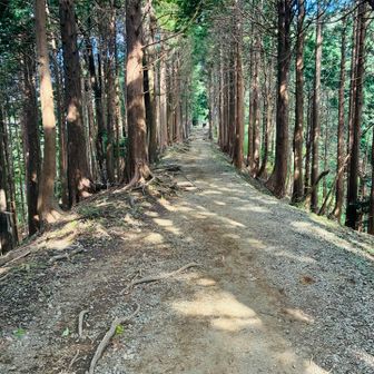 登山道
整備されて綺麗！