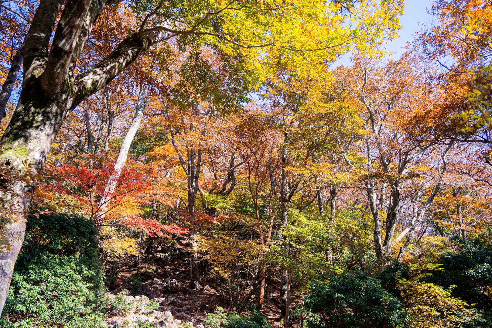 天城縦走登山口-万二郎岳-馬の背-石楠立-万三郎岳-片瀬峠 周回コースの写真