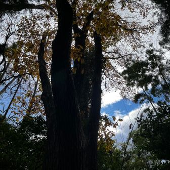 コナラかな？
太い木が多い