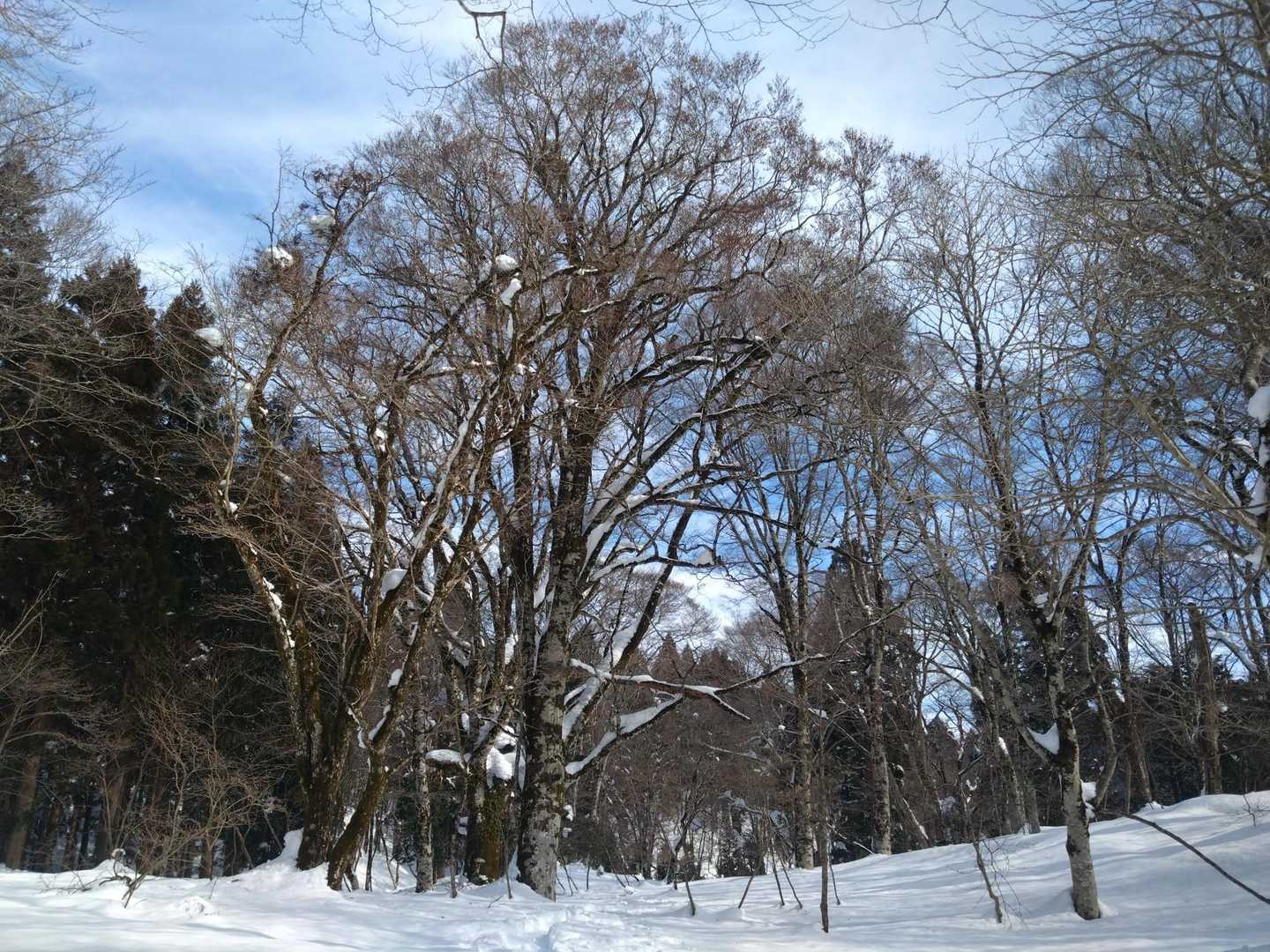 ブナに引き止められます