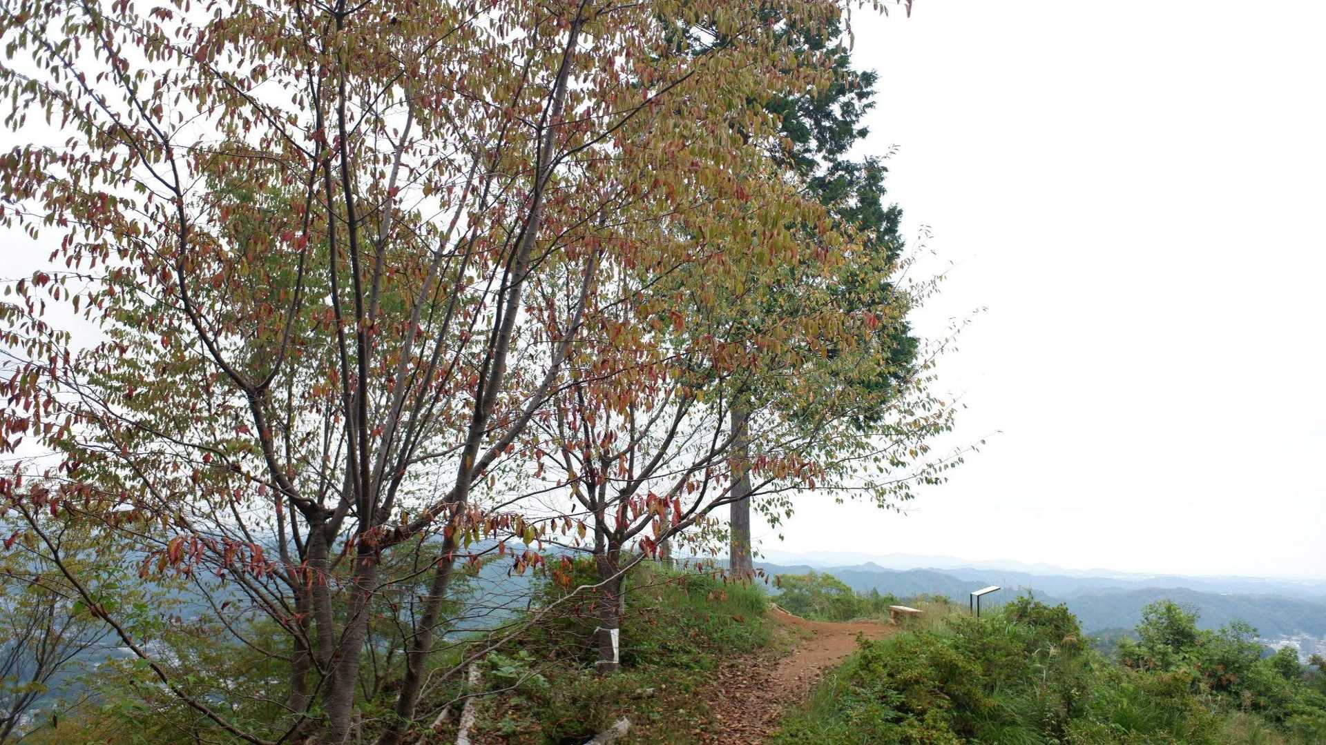 おぅ、開けてる！！
桜の葉っぱが少し紅葉してました。