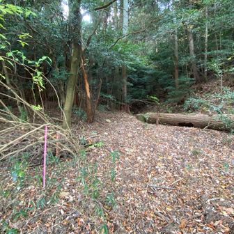 再度山へは北尾根のも一つ東の臨時駐車場前から登ってみる
ピンテがあるのは取付きだけ