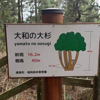 40mもあるらしい