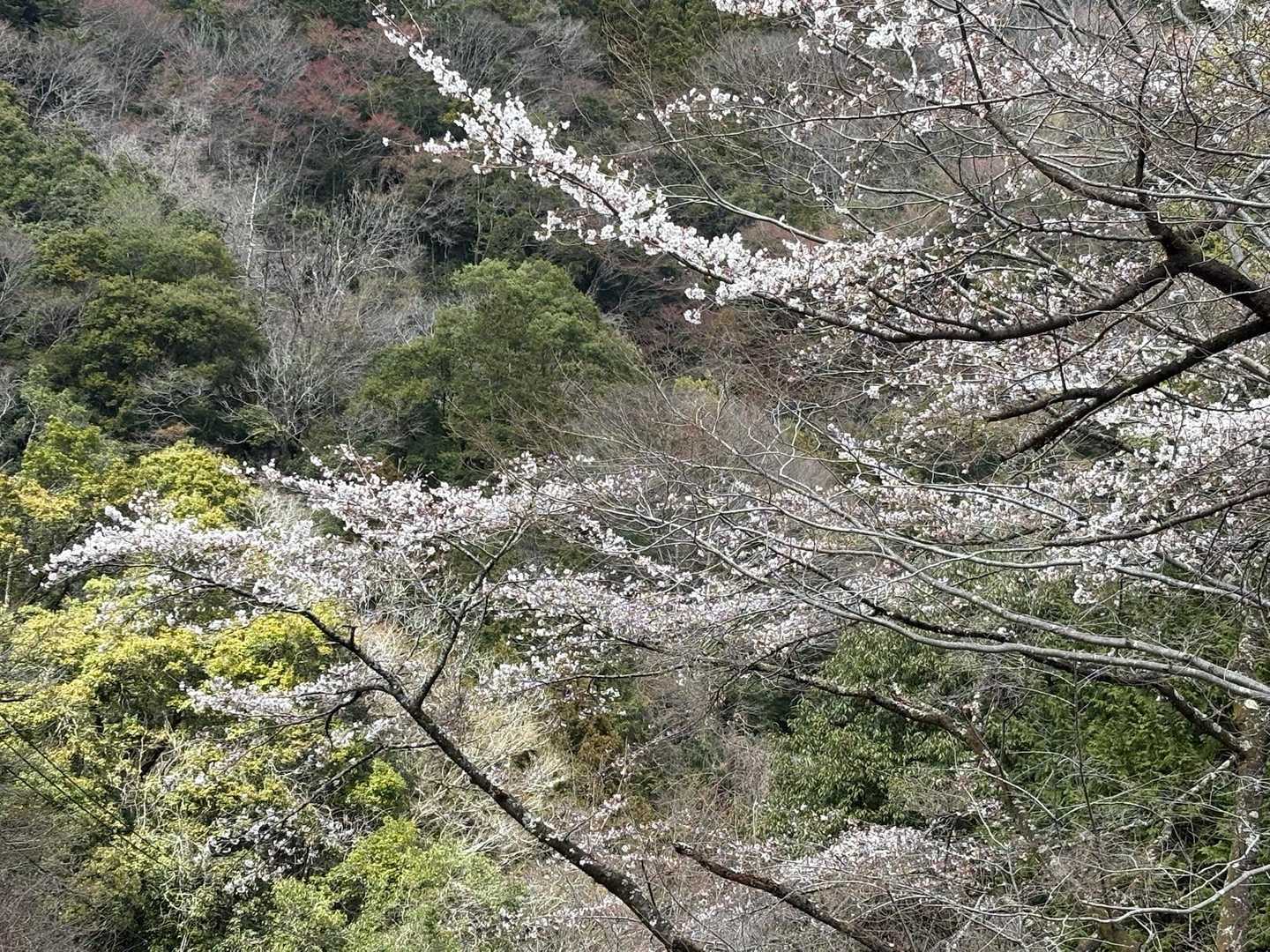 桜は五分咲きというところかな。