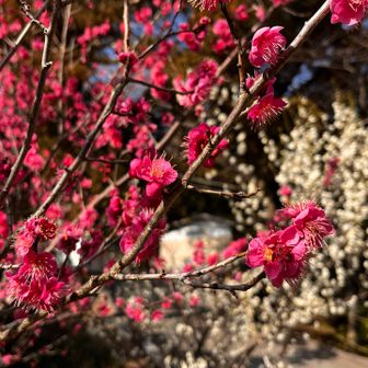 梅も咲き始めていました🌸