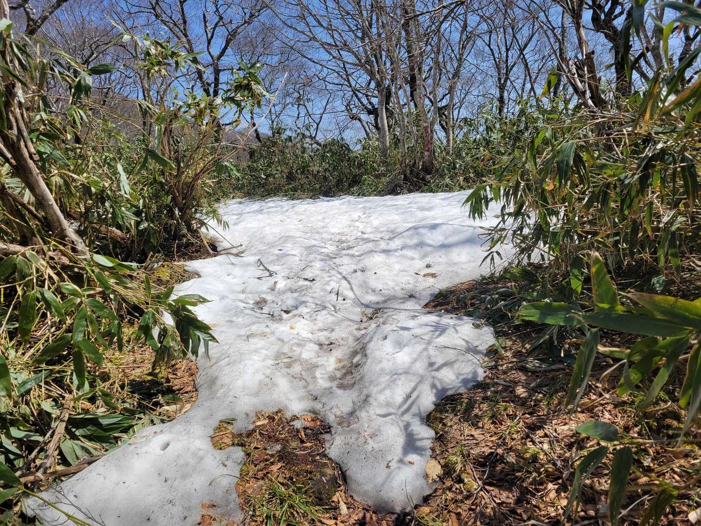 雪の上を歩く