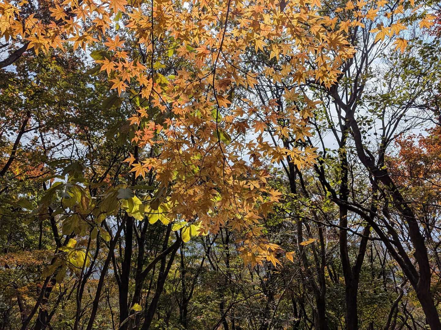 🍁