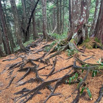 登りは気にしてなかったけど、足元一面オレンジ色の場所があったのね～