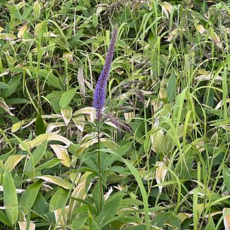 お花癒されるねぇ
