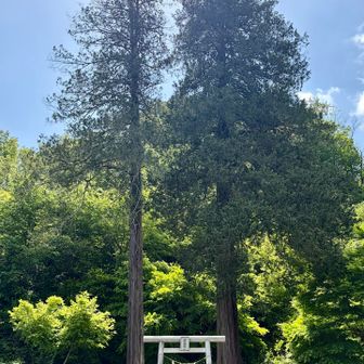 秋葉神社の鳥居と大杉