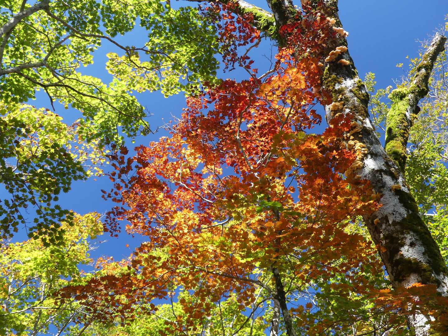 🍁