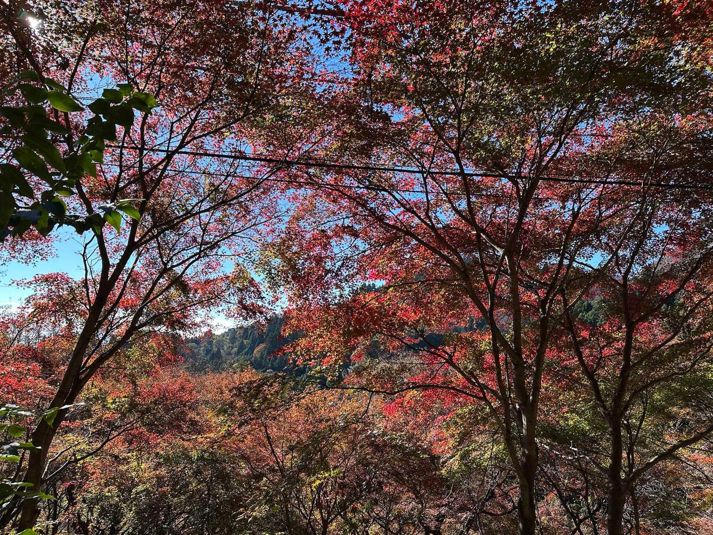 まだまだ美しい