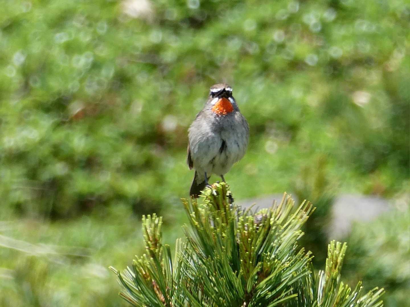 🐦「おっ！ゆずこさん、今日はサボリーマンかい？お天気だもんね、ゆっくり楽しんでってなー」