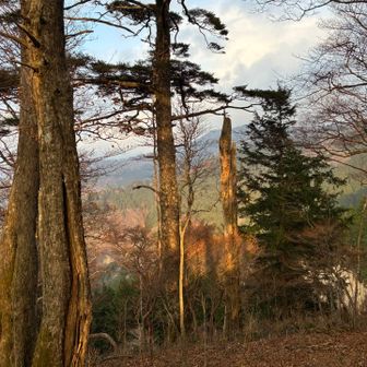 木に写った私の影…手を挙げているけど…わかりにく💦💦
ケガなく無事に下山できました。感謝です🙏