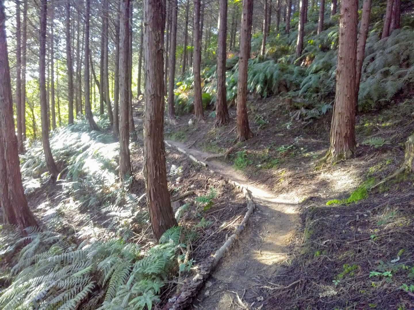 城山 周回コースの写真