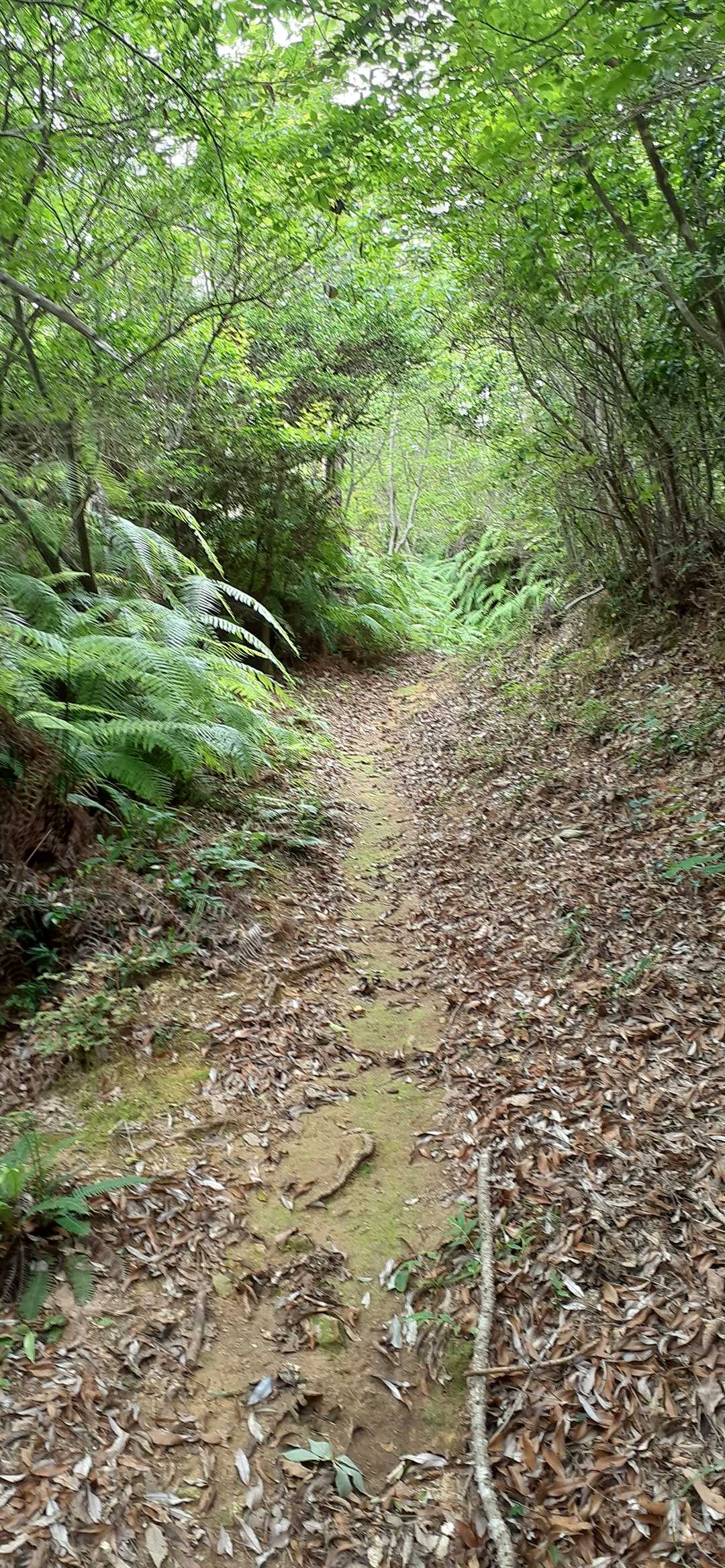 八坂峠-大峰山 往復コースの写真