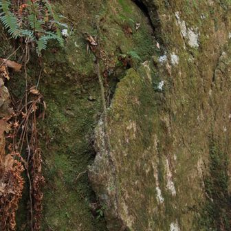 剥がれそうな道脇の岩🪨