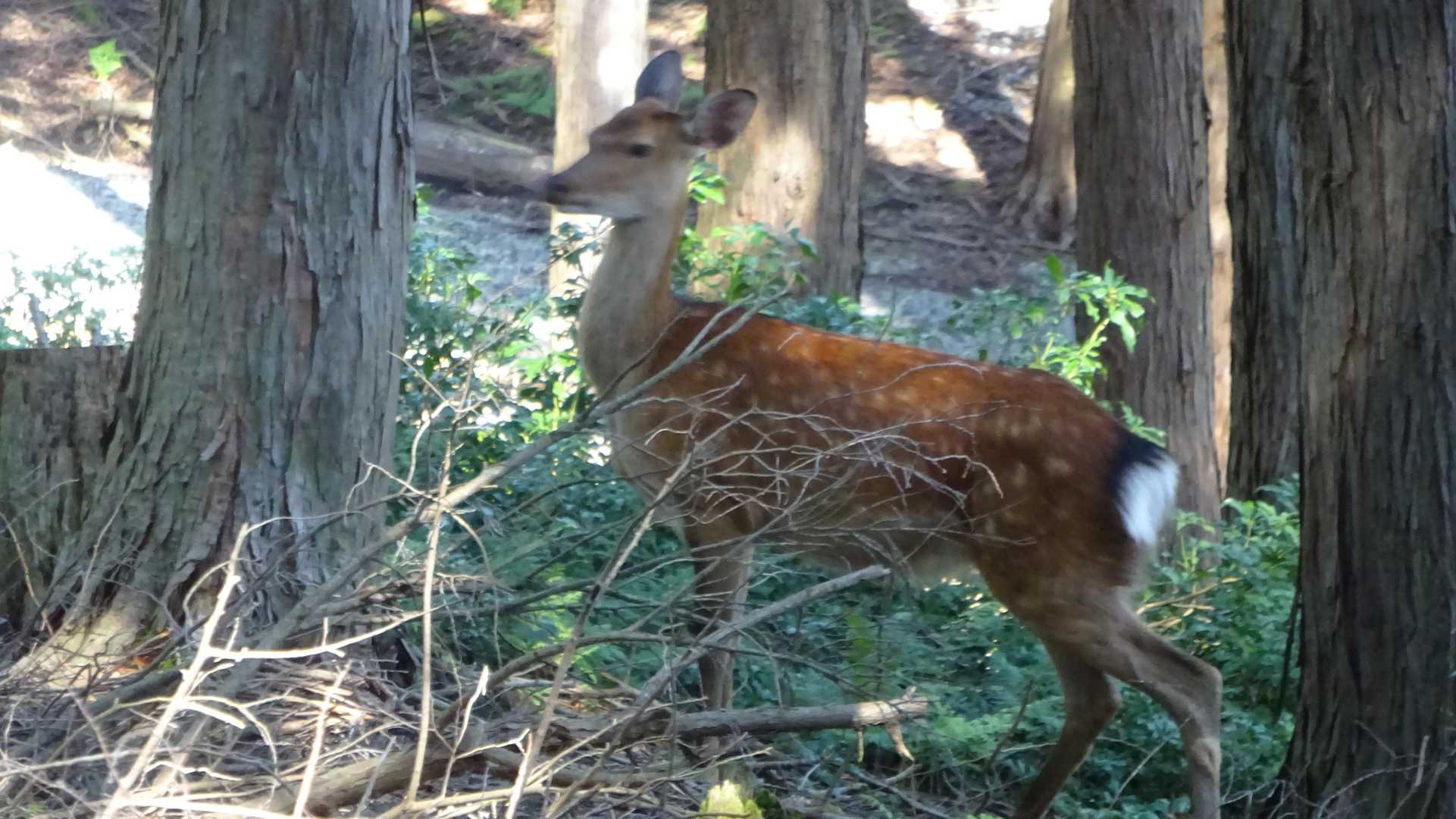 🦌..あなたはだぁれ....👻..🗨️🤭🎶

(753m)

🌡　(753m)付近  ・  気温26.8℃、湿度66
%、不快指数76.1%  体感・やや暑い

(池田山･登山道側面)