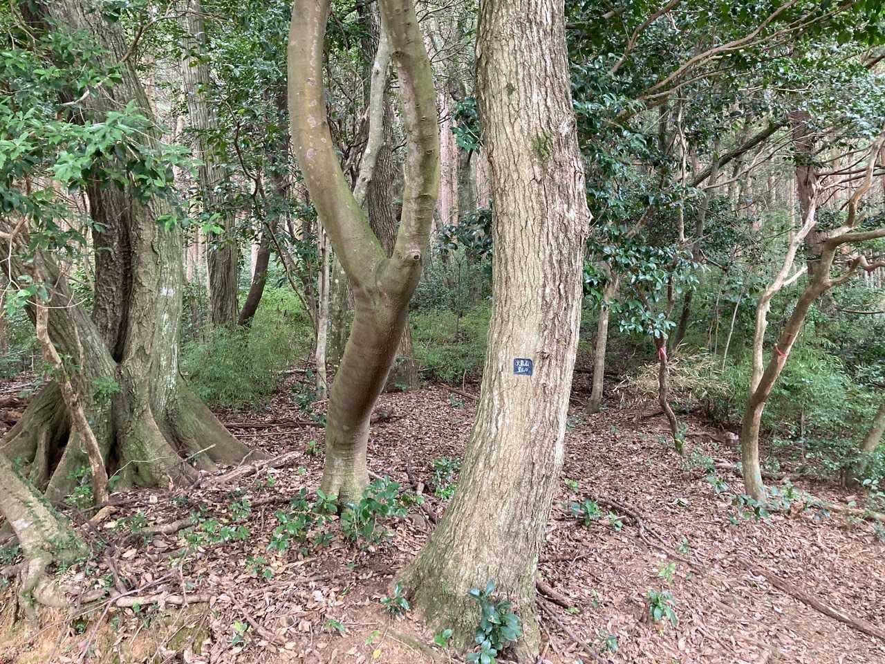 馴染みの大蔵山登山口