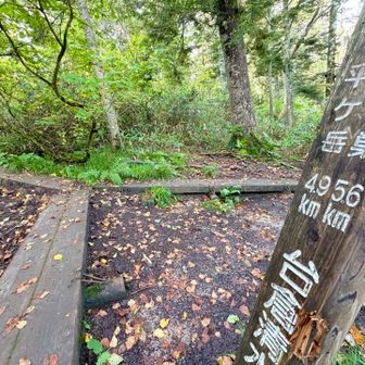 この分岐
数字見て全然違和感がない方
平ヶ岳が待ってまーす！笑

あっ、この木道ね。
コース上に多数点在
めちゃ滑るから。笑