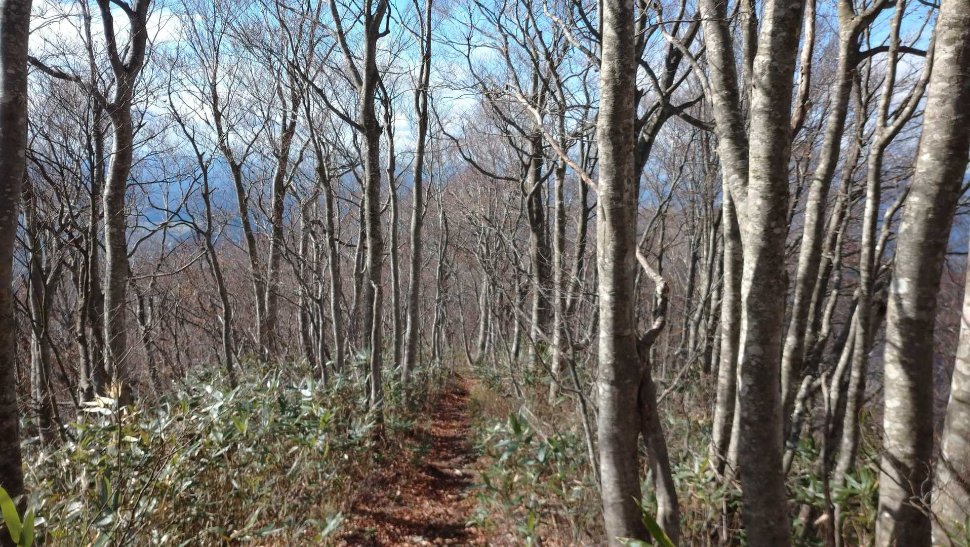 三角山-広域林道登山口-保月山-釈氏ヶ岳-中岳-経ヶ岳-北 周回コースの写真